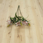 Brushed White Washed UV Oiled Oak Engineered Hardwood Flooring 1900x190x15/4mm WEO1500C